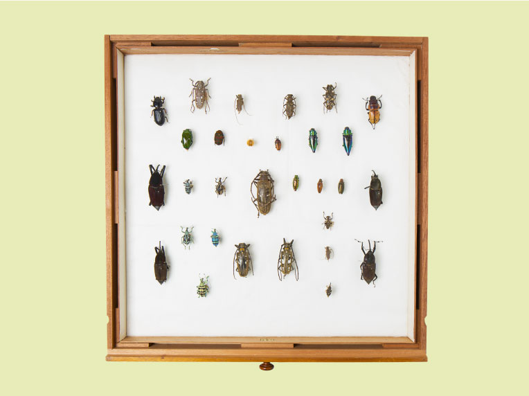 Beetles collected by Alfred Russel Wallace